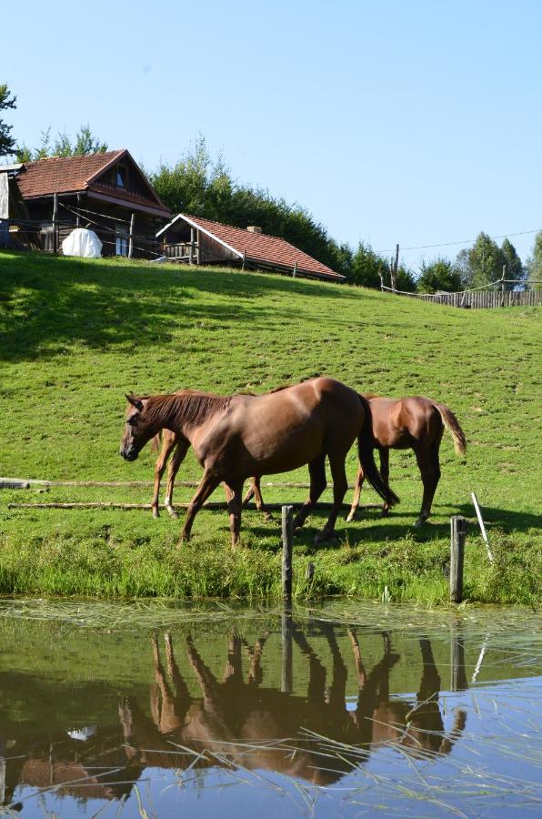 Gospodarstwo Agroturystyczne "Paryja" Olpiny ภายนอก รูปภาพ